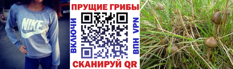 Галлюциногенные грибы мицелий Питкяранта